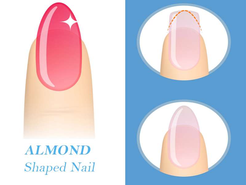 Different Types Of Nail Shapes And Names/All Types Of Nail Shapes/Nail  Shapes Names/To Fashion - YouTube